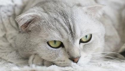 郑丽文当选不到3天，萧美琴的一句话，给国民党送绝佳机会