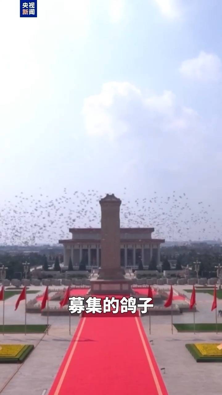 广场放飞8万只和平鸽 它们从哪来到哪去？