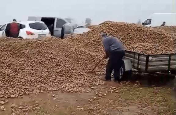 波兰68岁农民收获的150吨土豆被一夜搬空， 只因帖子遭篡改