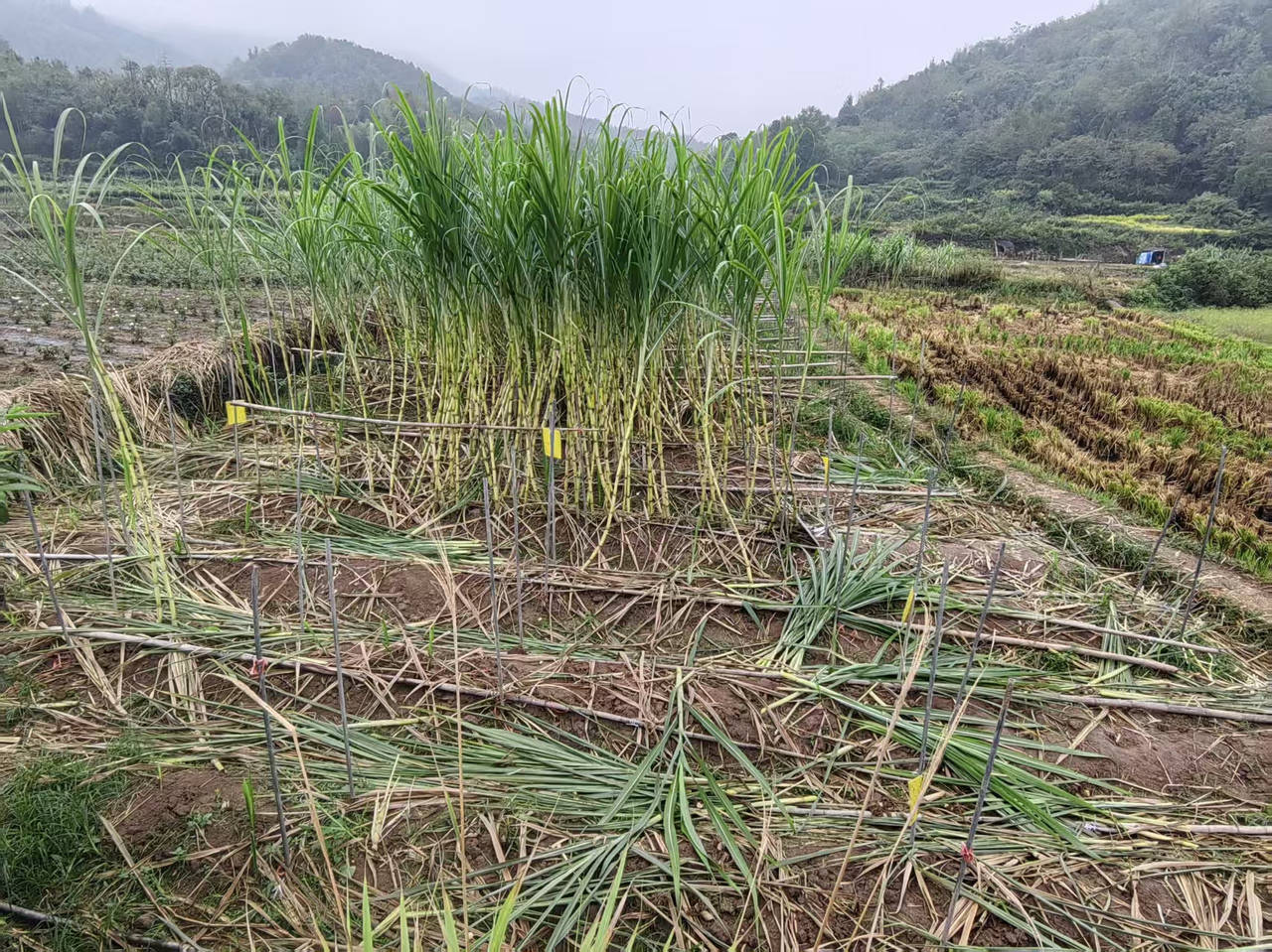 “偷”的是氛围“找”的是童年,浙江一甘蔗地允许“自助偷甘蔗”